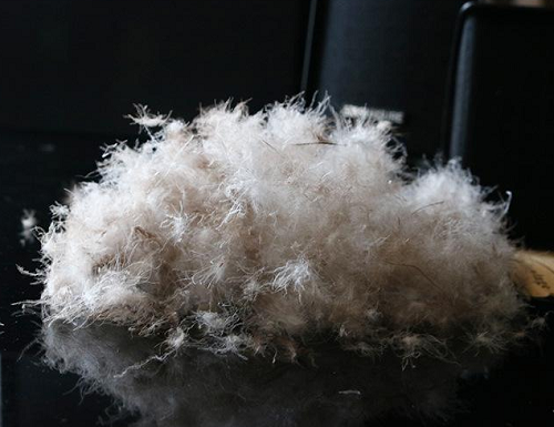 灰鸭绒的优缺点?灰鸭绒衣服怎么洗?